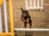 Country Dog Show 2025